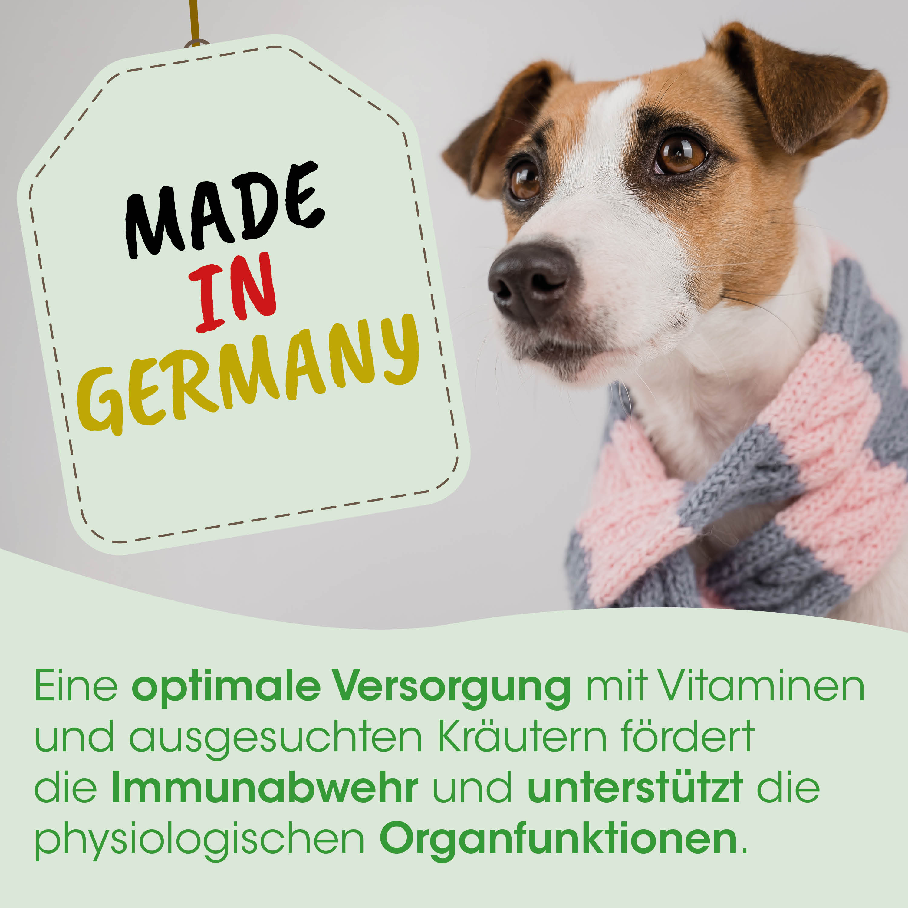  Hund,  Haustier,  Schal,  Strick,  Hergestellt in Deutschland