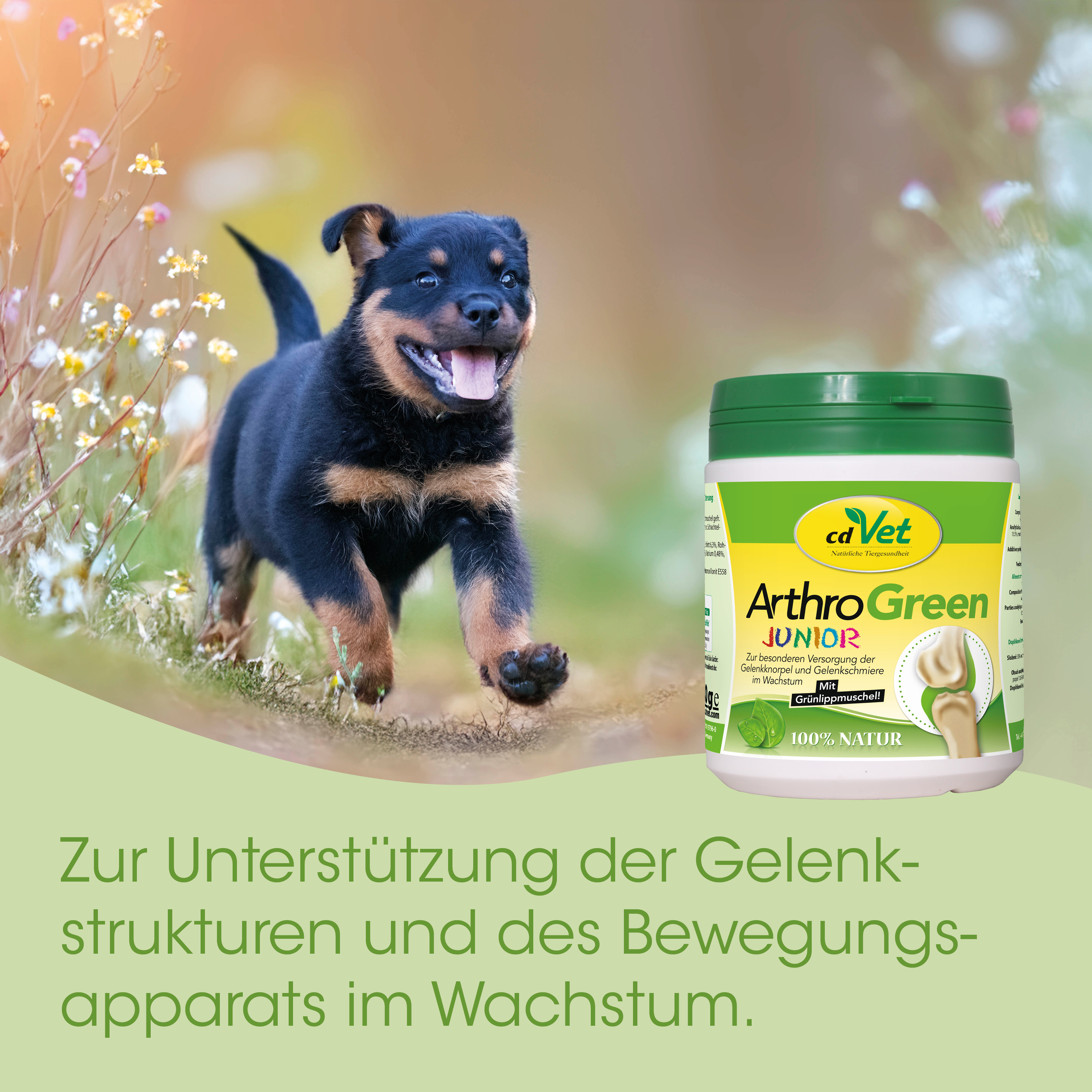Hund, Welpe, ArthroGreen, Tiergesundheit, Ergänzung