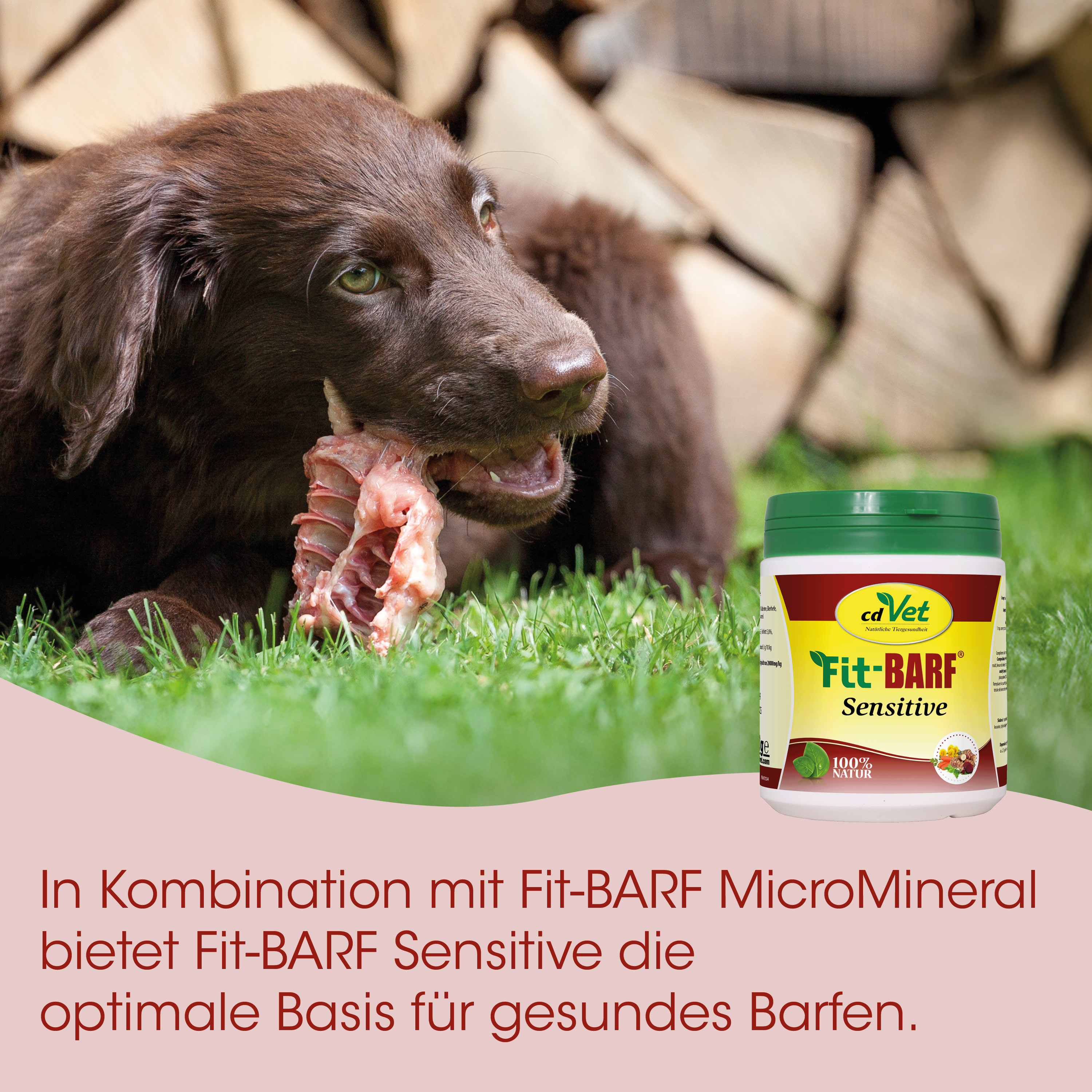 Hund, Knochen, Kauen, Labrador, Tierpflege