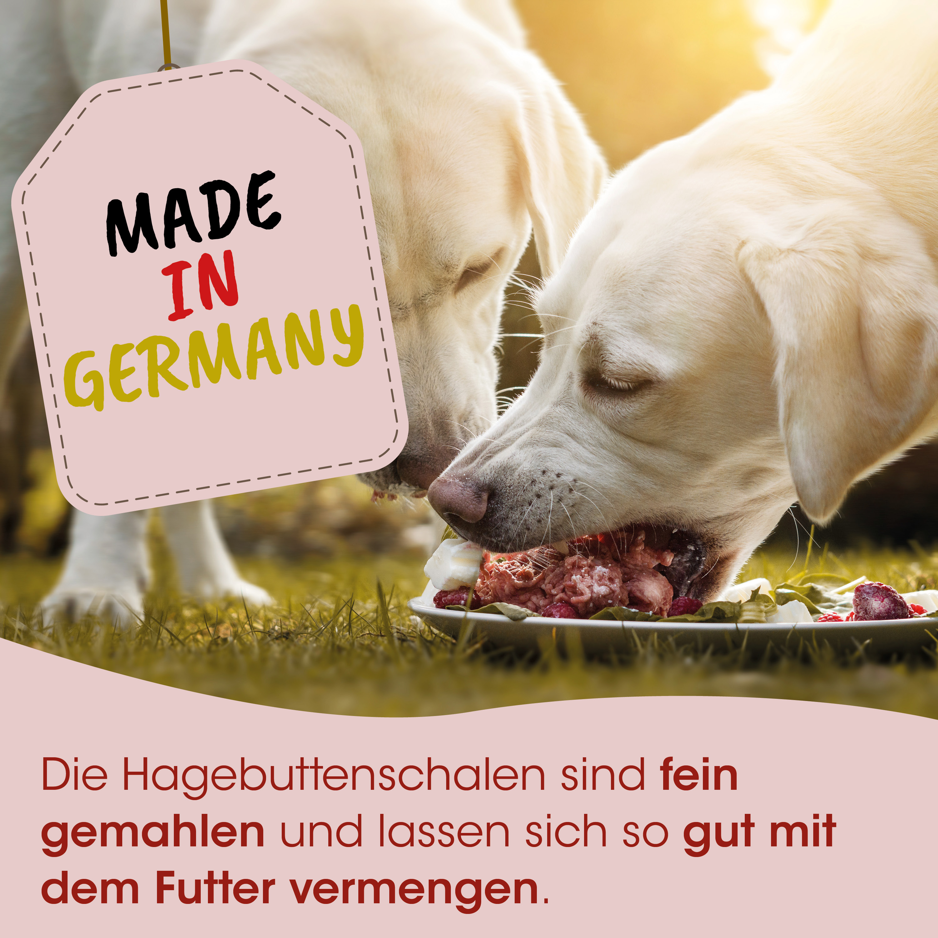 Hund, Hunde-Leckerli, Futter, Mahlzeit, Kau-Leckerlis