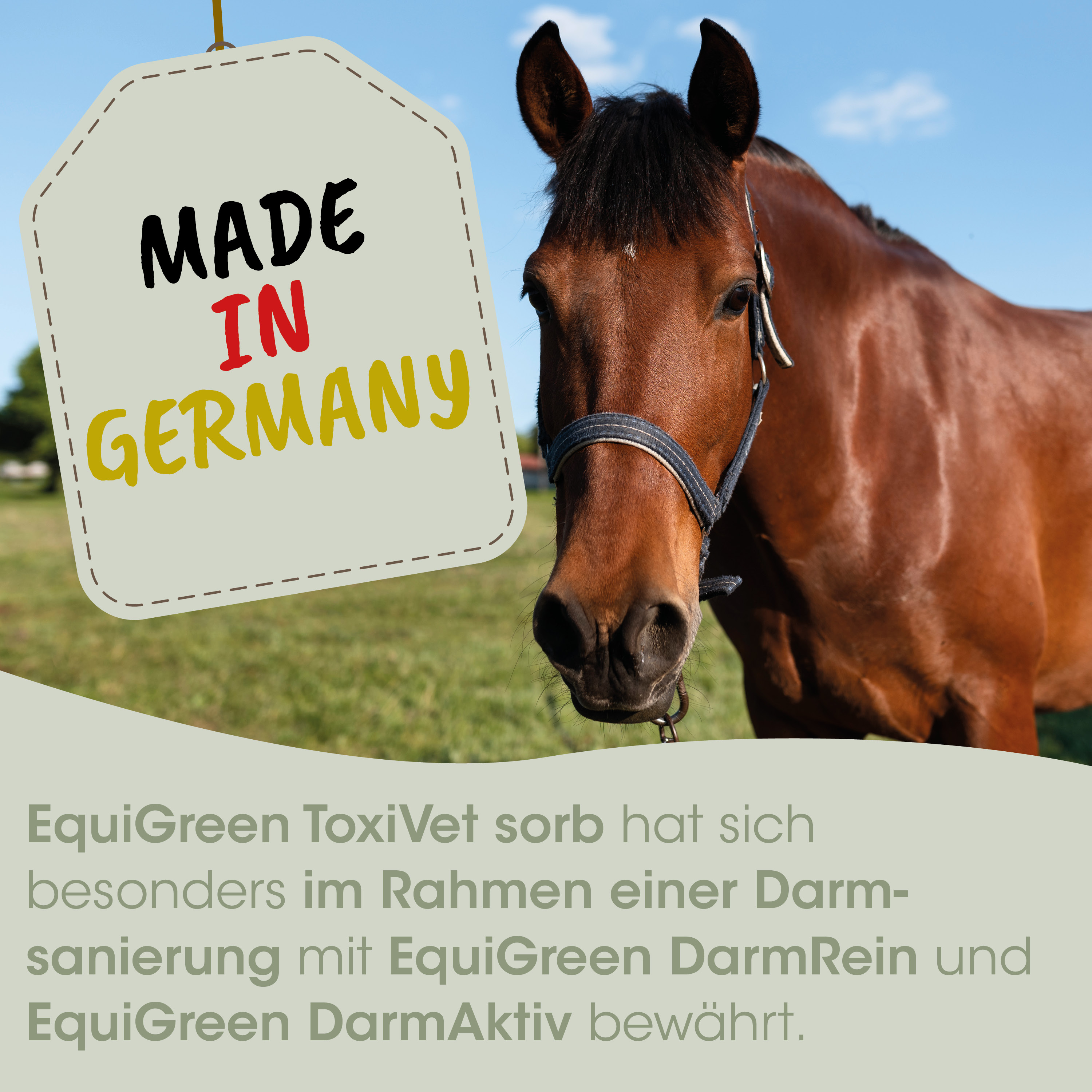 Pferd, Halfter, braun, Fuchs, Gras