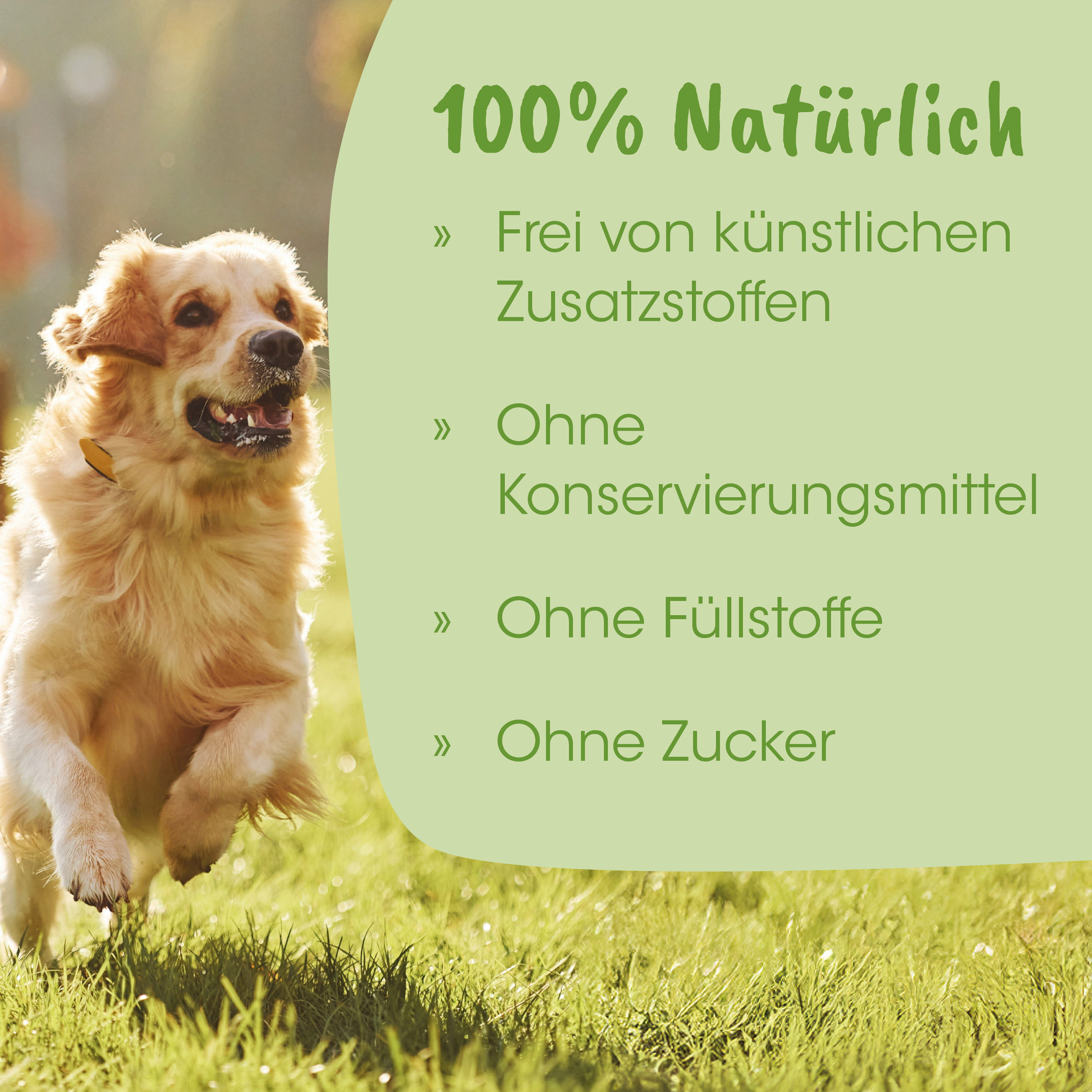 Hund, Golden Retriever, Collar, Outdoor, Gras