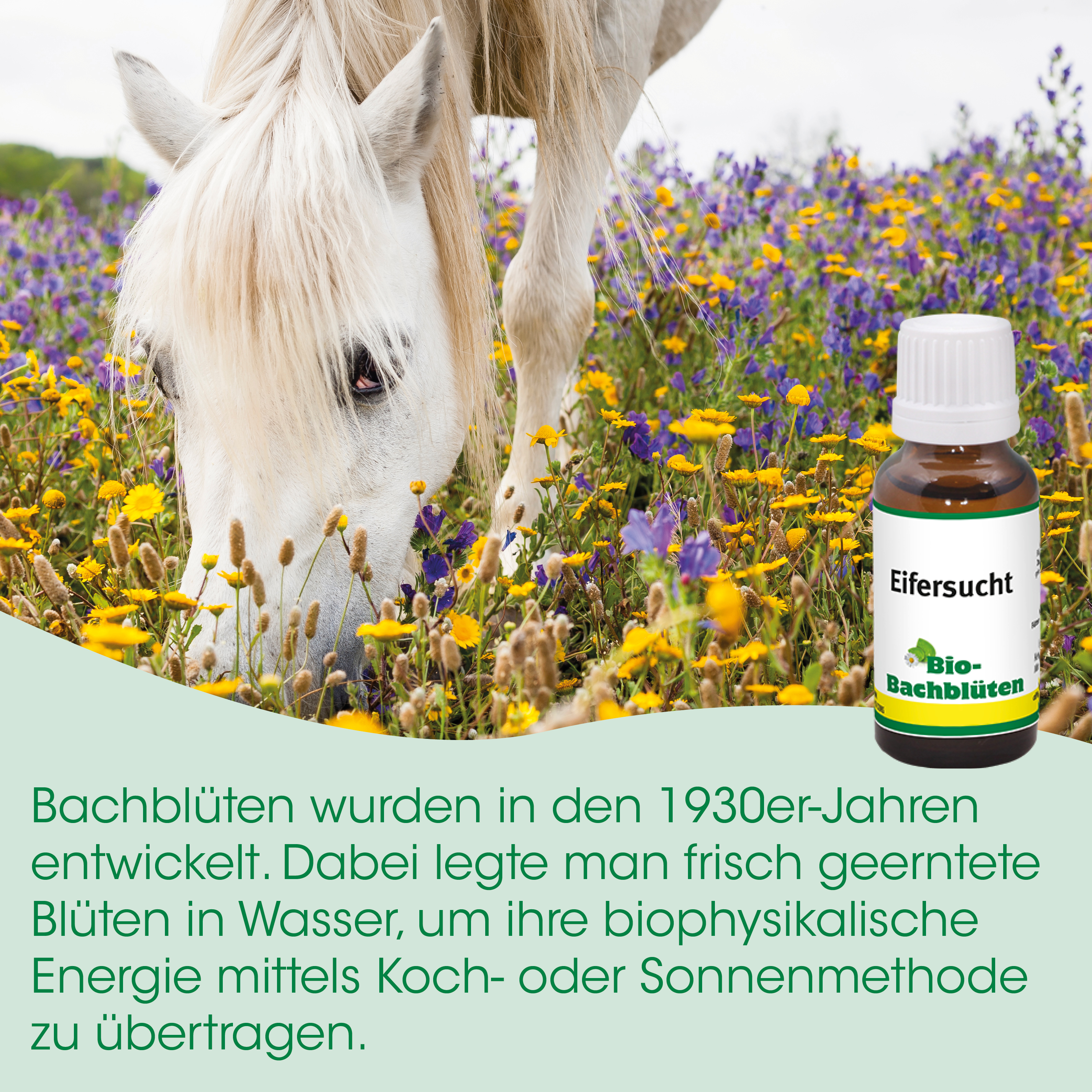 Pferd, Weide, Blumen, Kraut, Bio-Bachblüten