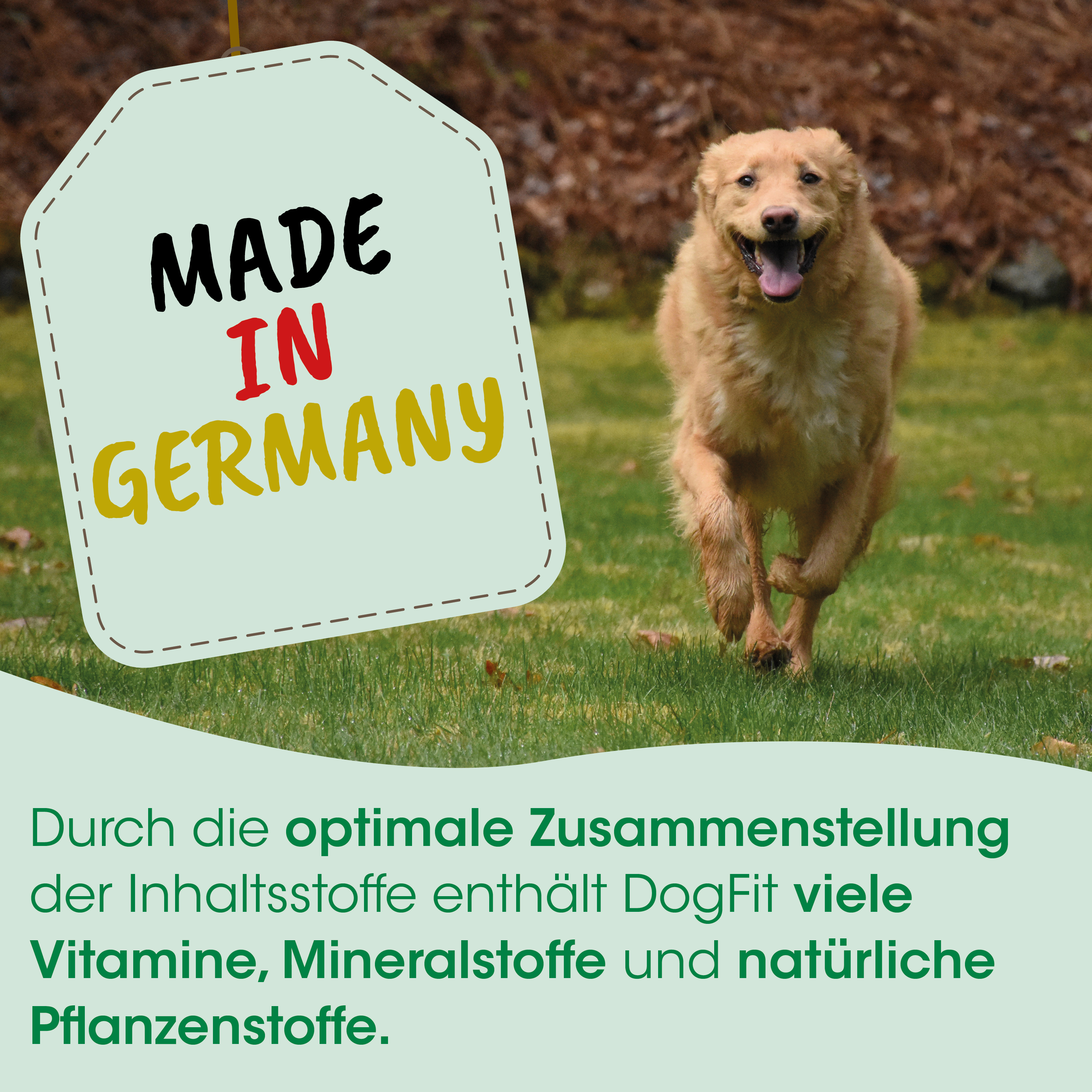 Hund, Goldenkupfer, Laufend, Draußen, Etikett