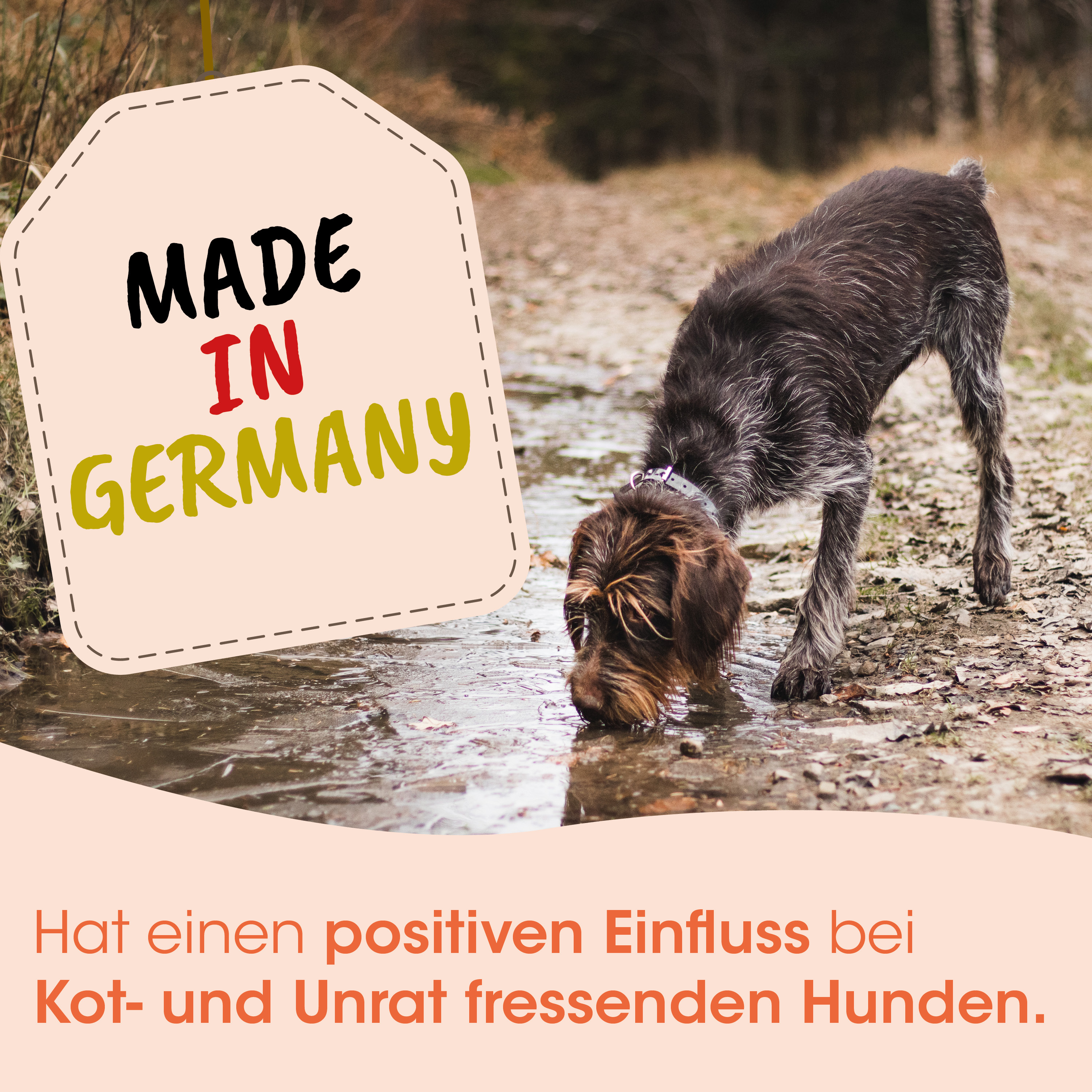 Hund, Schnautzer, Winterfell, Waldweg, Wassertrinken