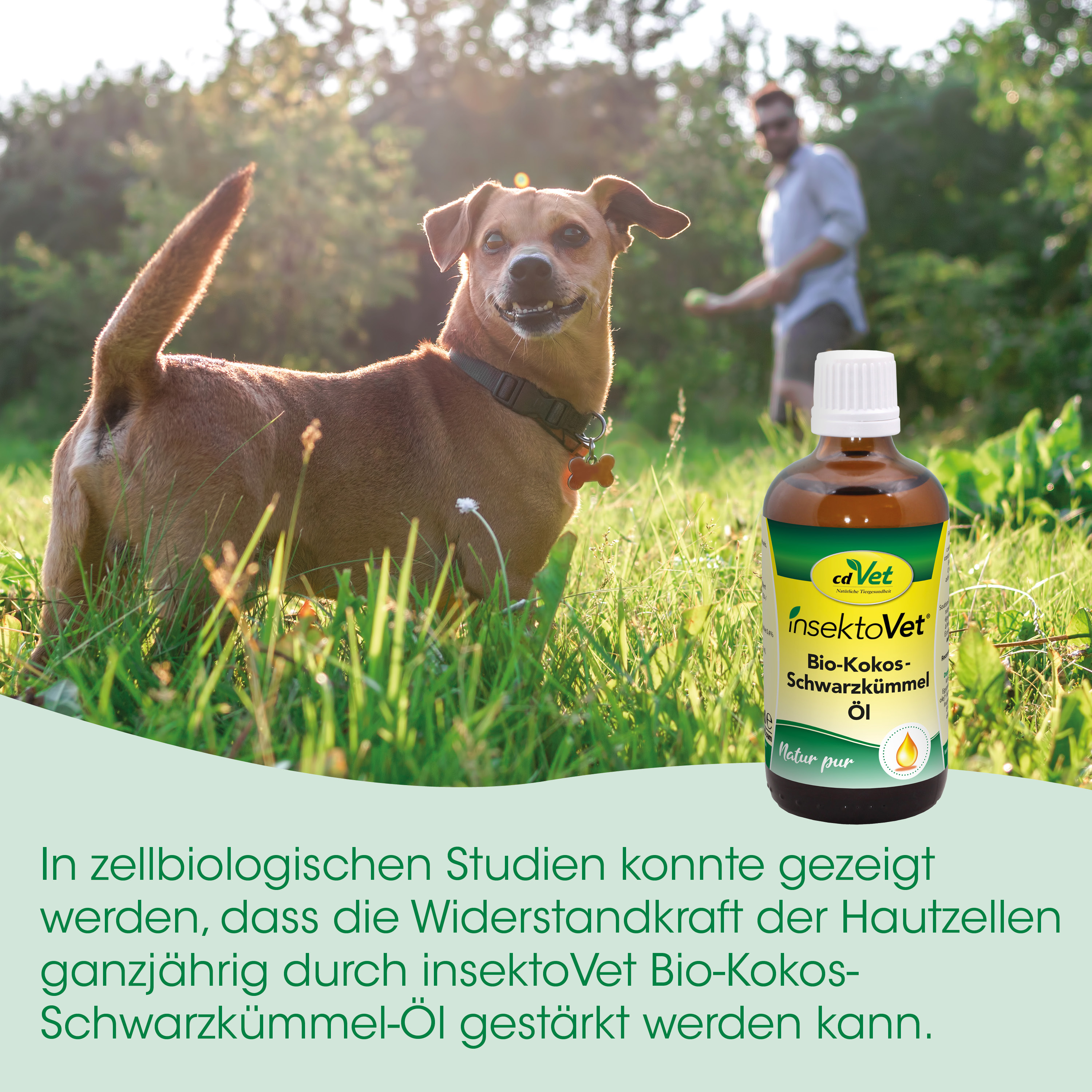Hund, Bio-Öl, Kokosöl, Tiergesundheit, Pet-Öl
