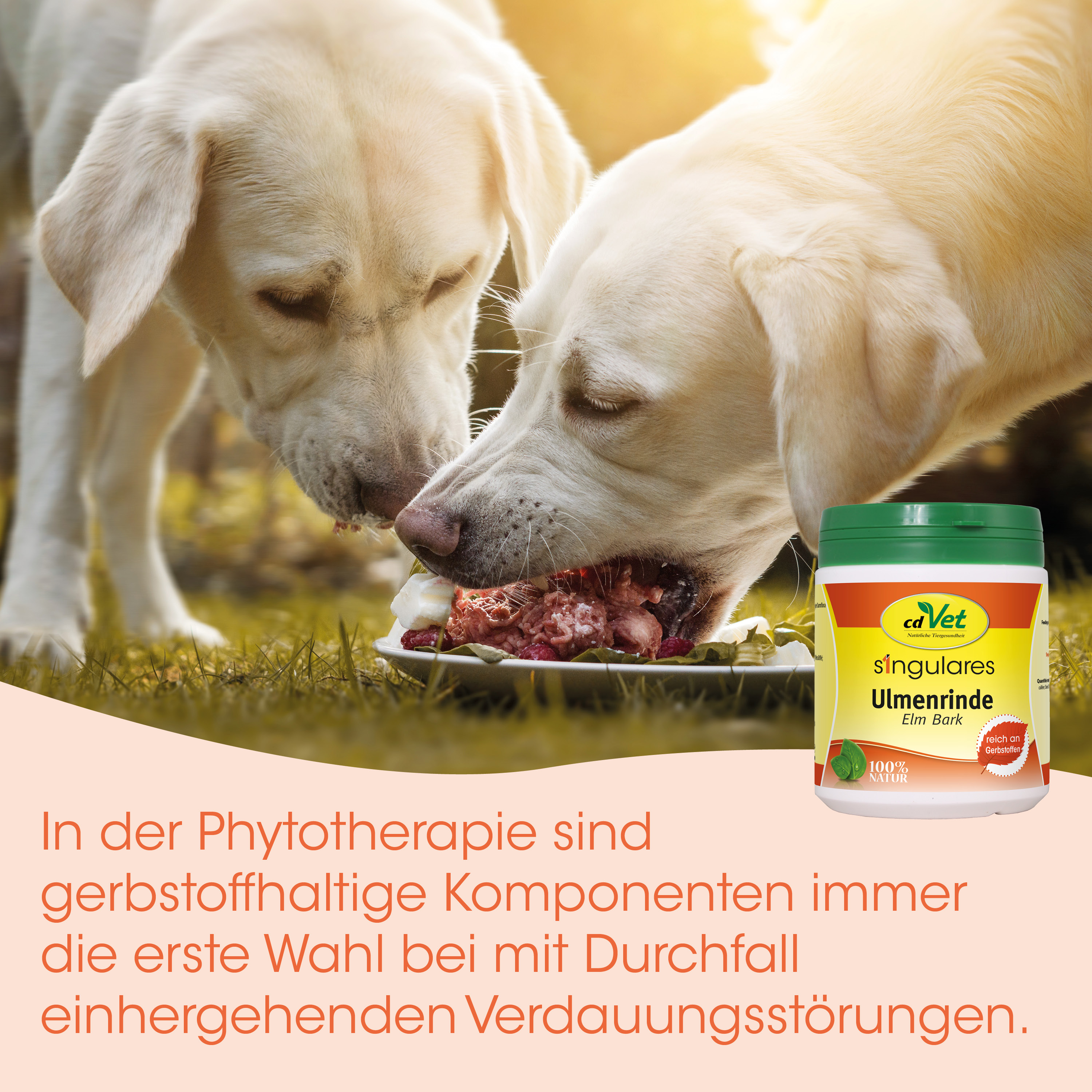 Hunde-Futter, Knochenfutter, Nassfutter, Hundeschüssel, Hunde-Nahrungsergänzung