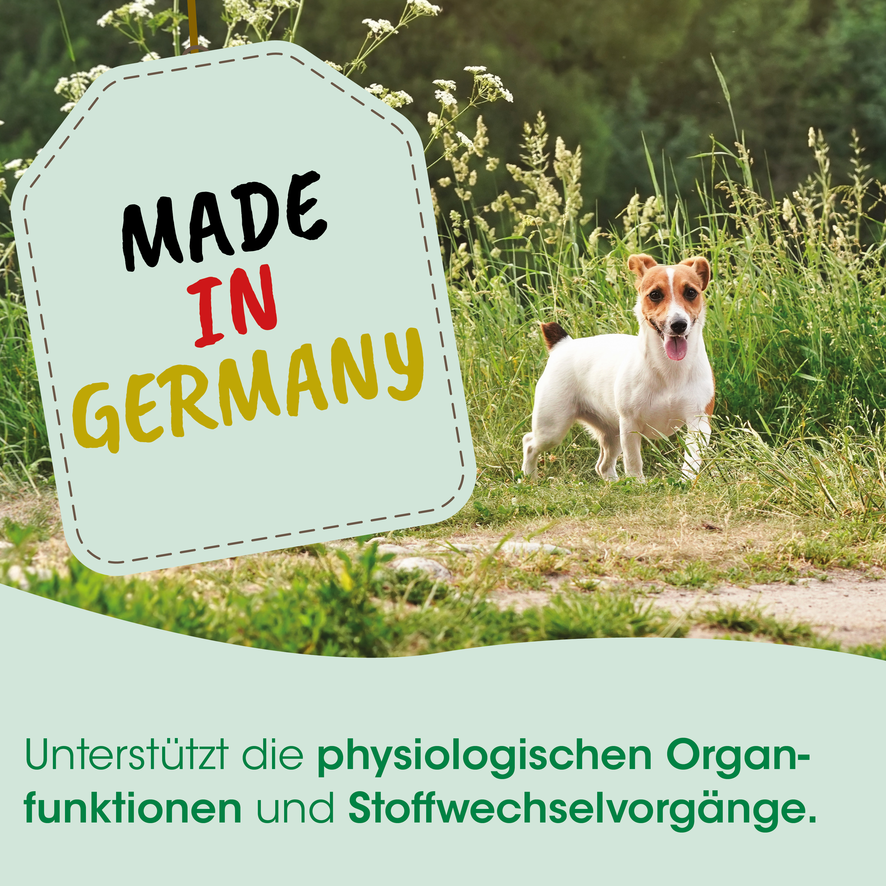 hund, jack russell terrier, outdoor, grün, made in germany