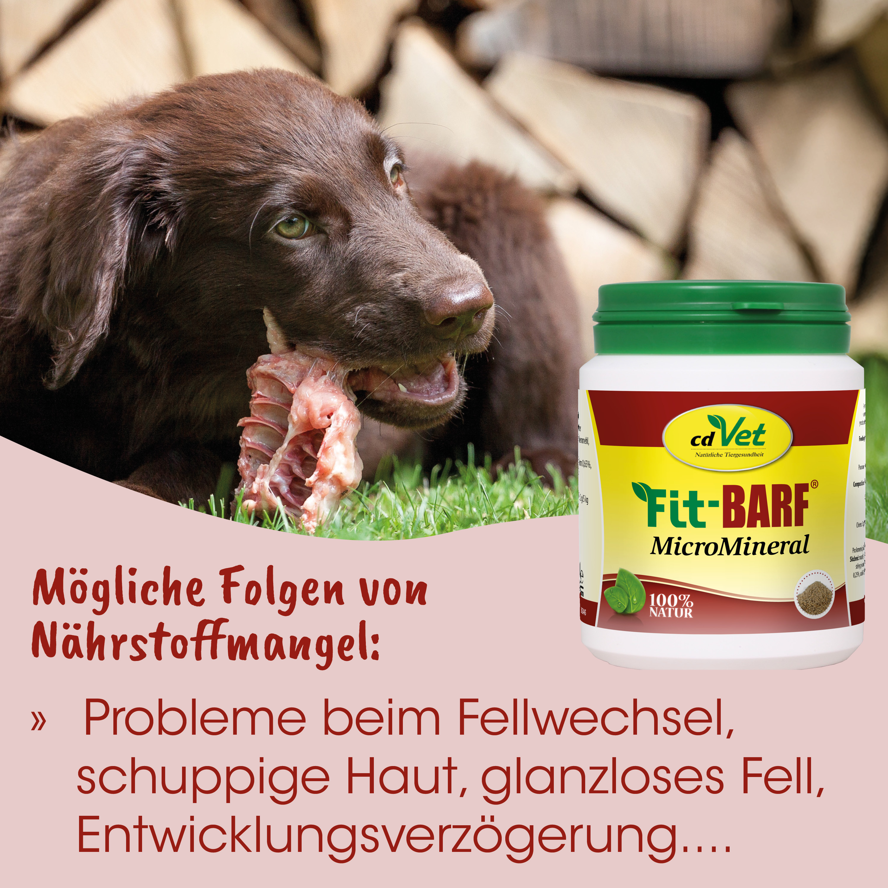 Hund, Knochen, Futter, Mineralstoff, Kot/Verzehrbarkeit