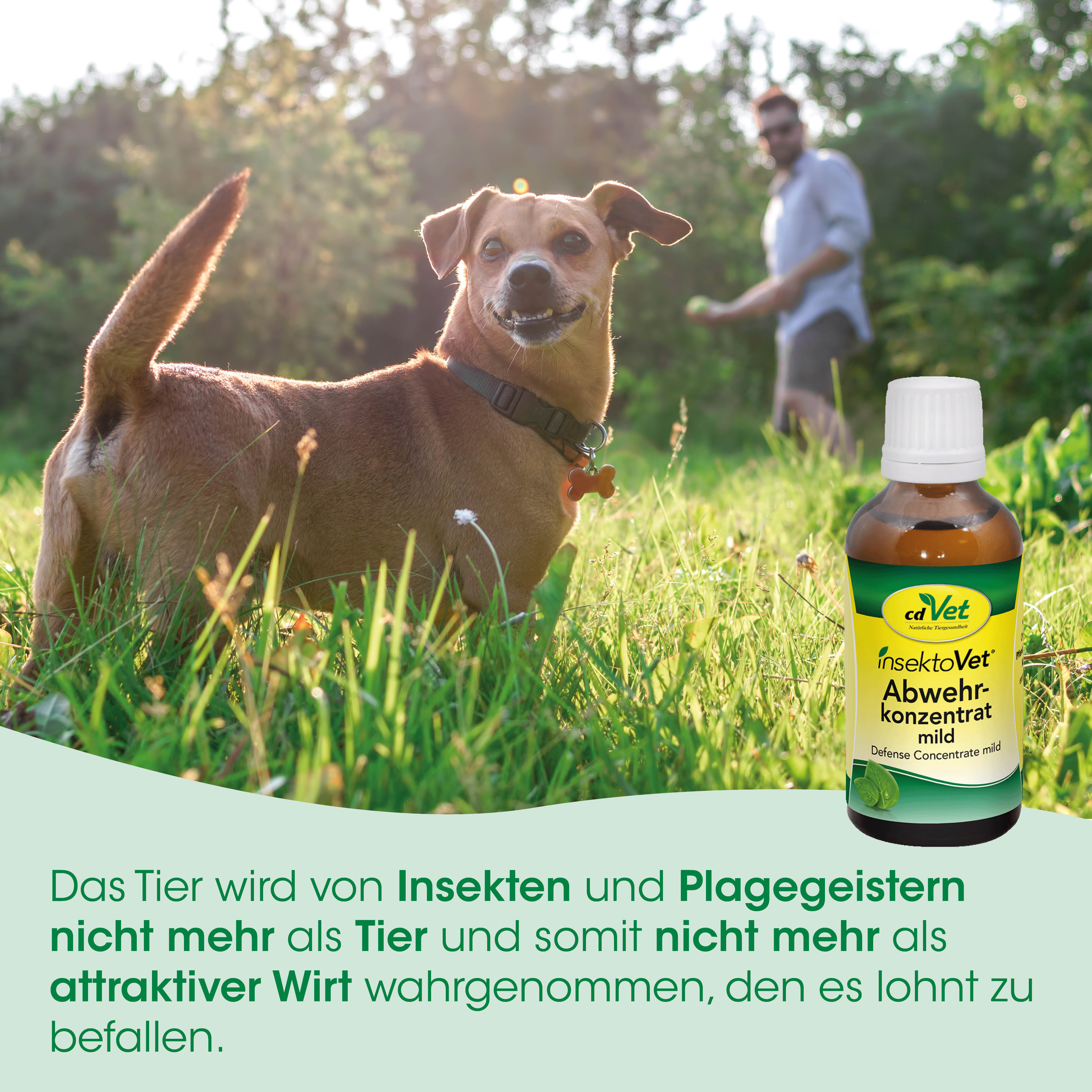 Hund, Laptop?, No, dog, but not allowed, I must provide relevant terms, Hund, Hundegarten, Insektenschutz, Konzentration, Tiergesundheit