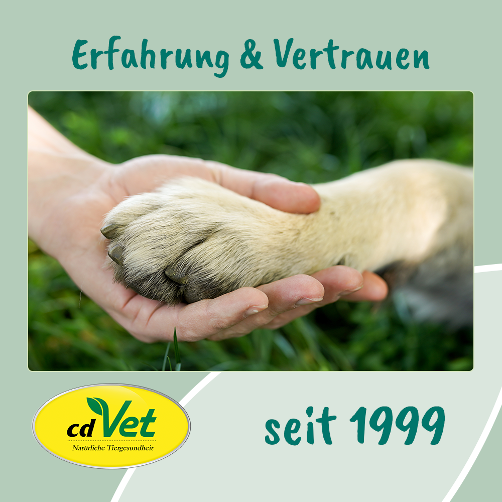 Elektronik, Hardware, Hund, Säugetier, Haustier