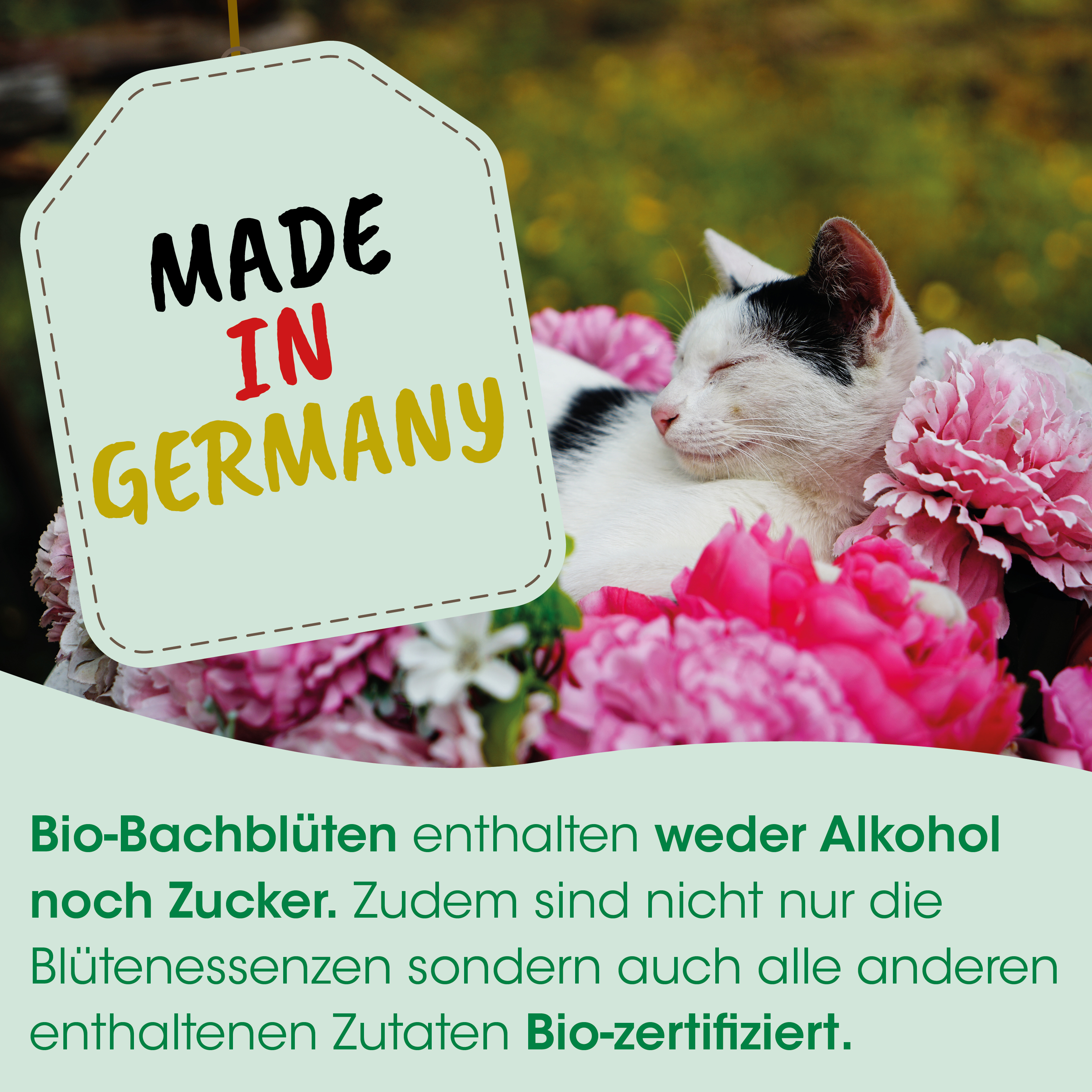 Katze, Blumen, Pink, Bouquet, schlafend