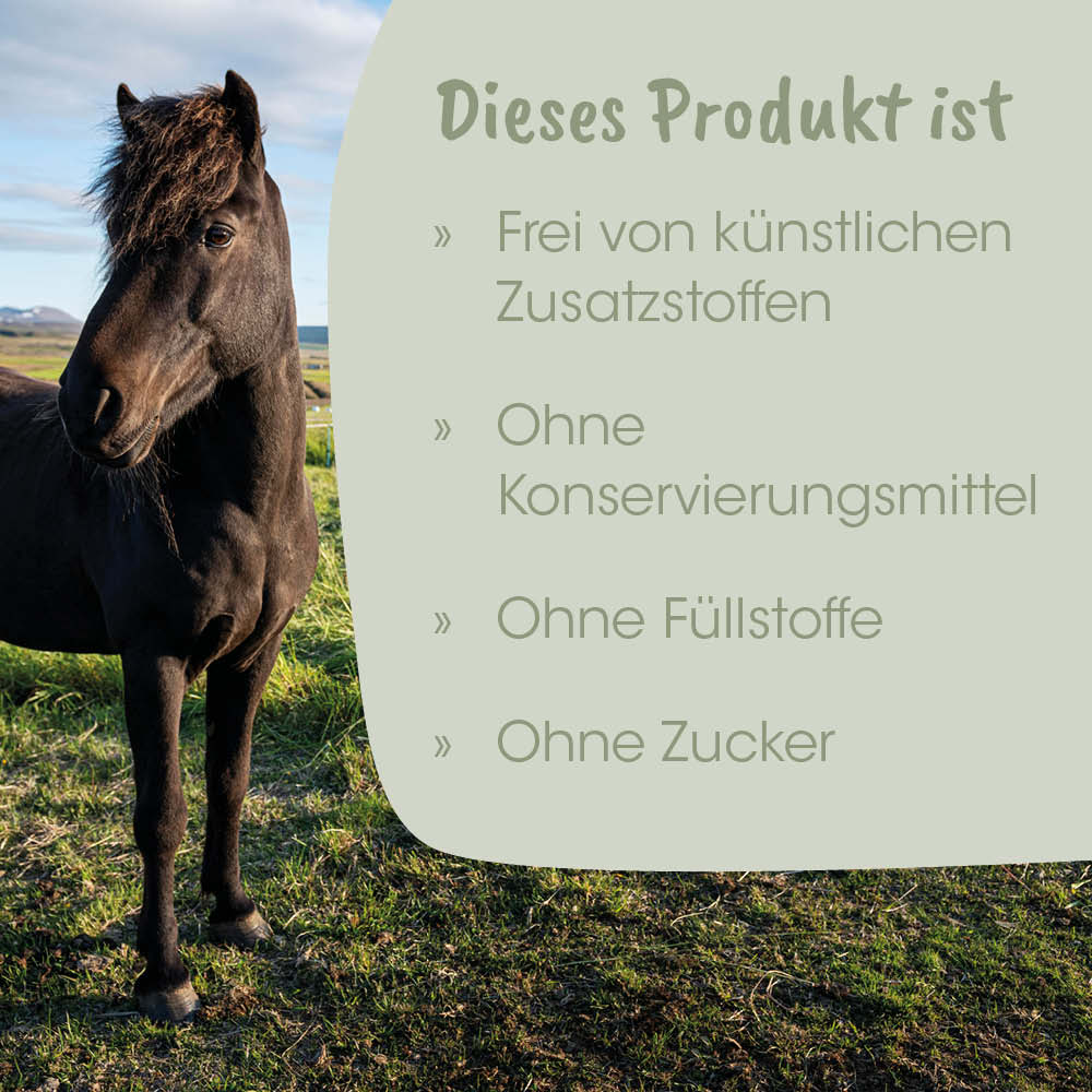 Pferd, Schwarzes Pferd, Wald, Gras, Außen