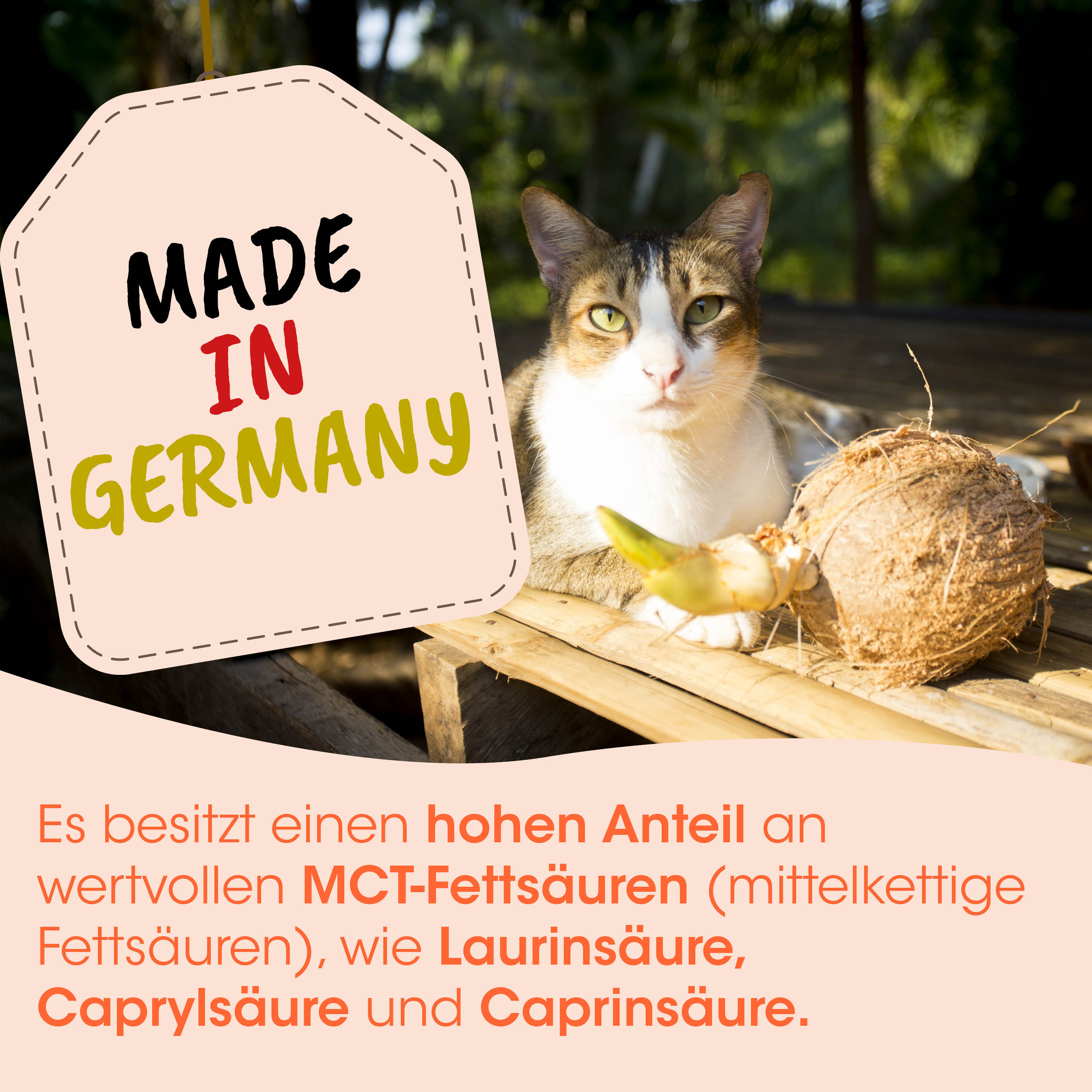 Katze, Calico, Orangefarbene, Weiße, Kokosnuss