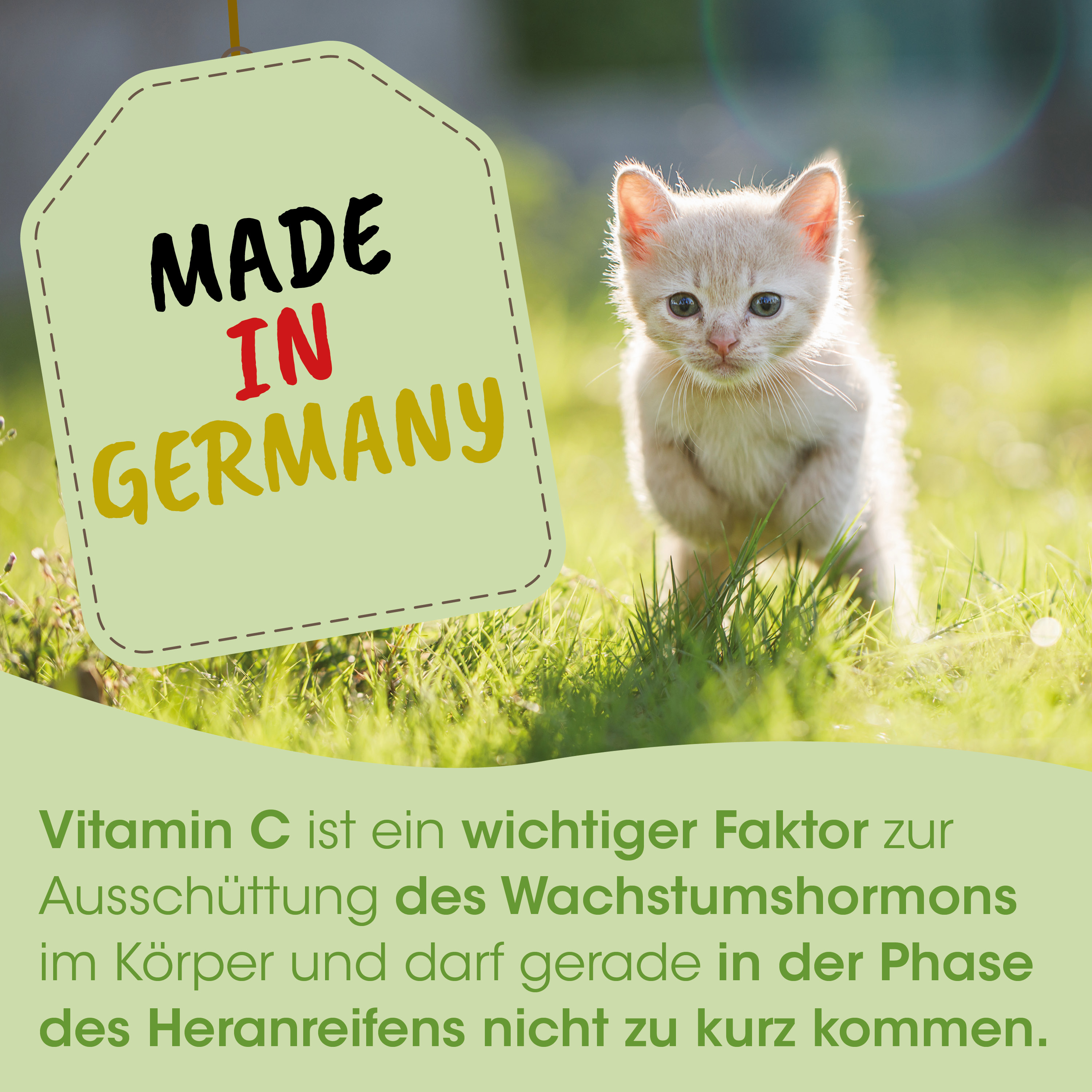 Kuschelkätzchen, Kater?, Katz, Kätzchen, Gras