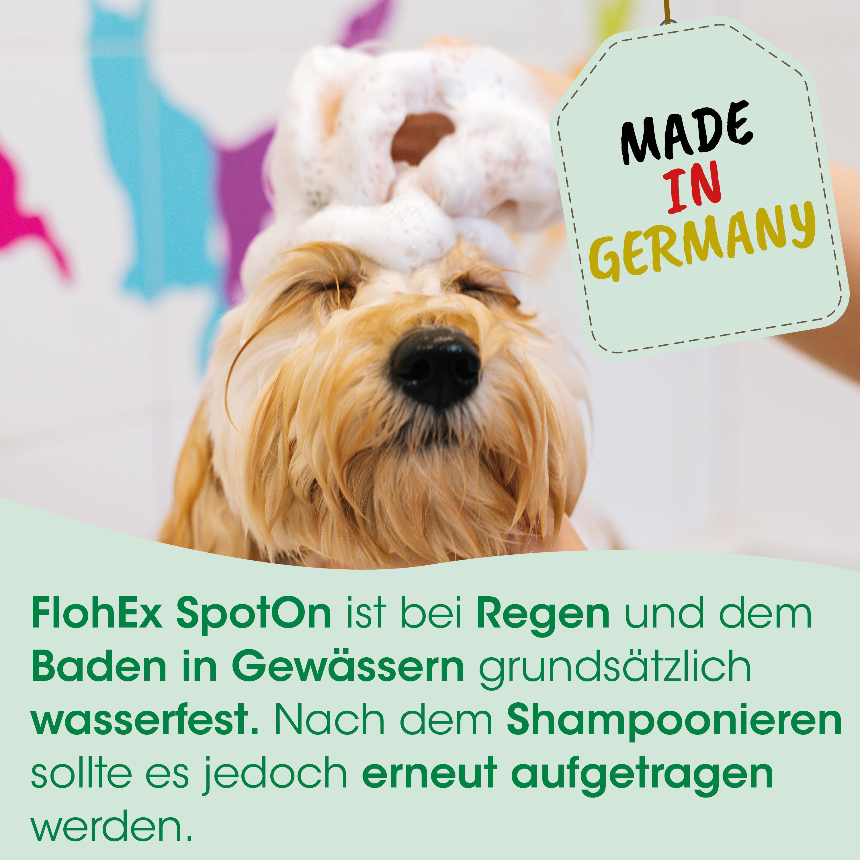 Hund, Shampoo, Schurfell, Haare, Waschung