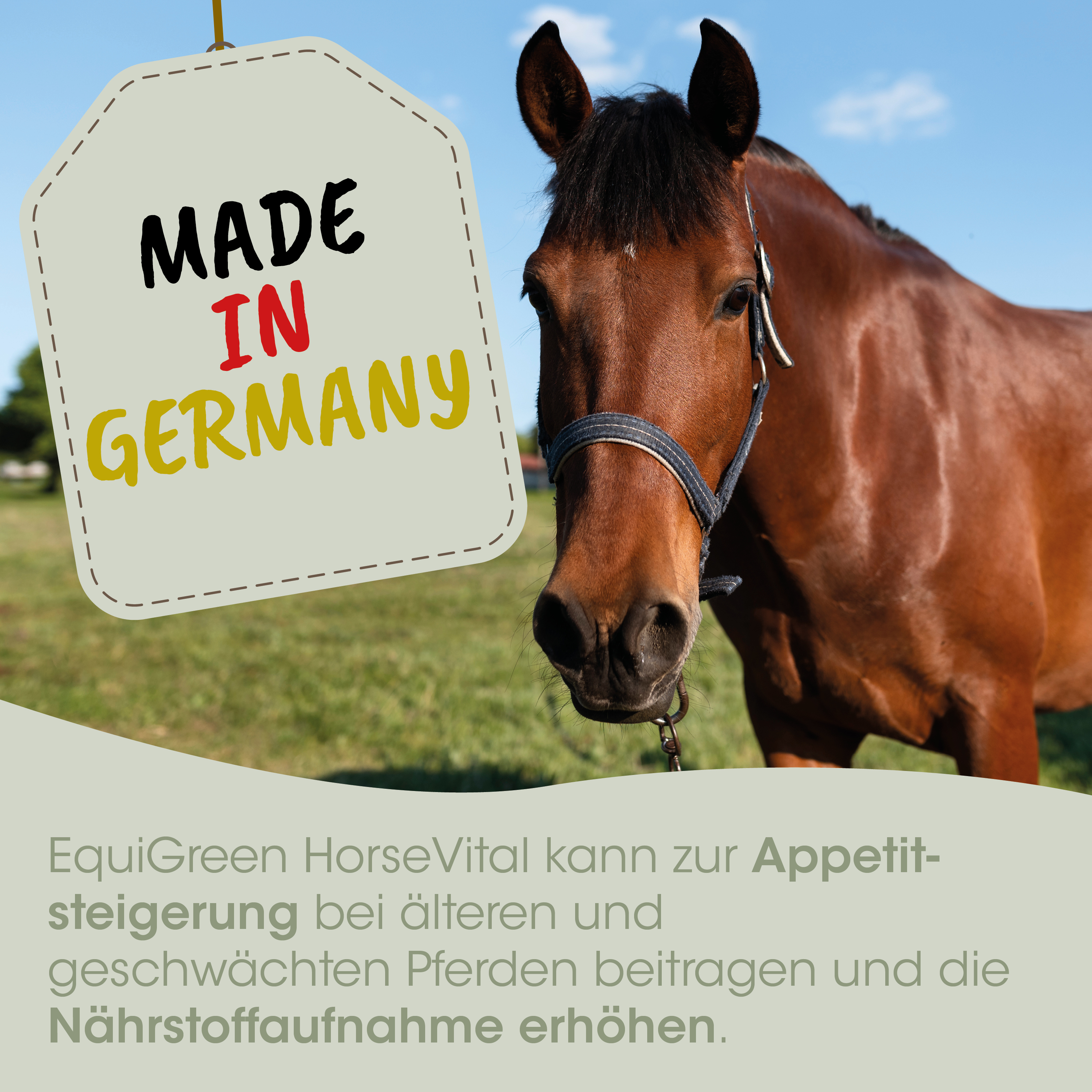 pferd, halfter, braun, reich, anker
