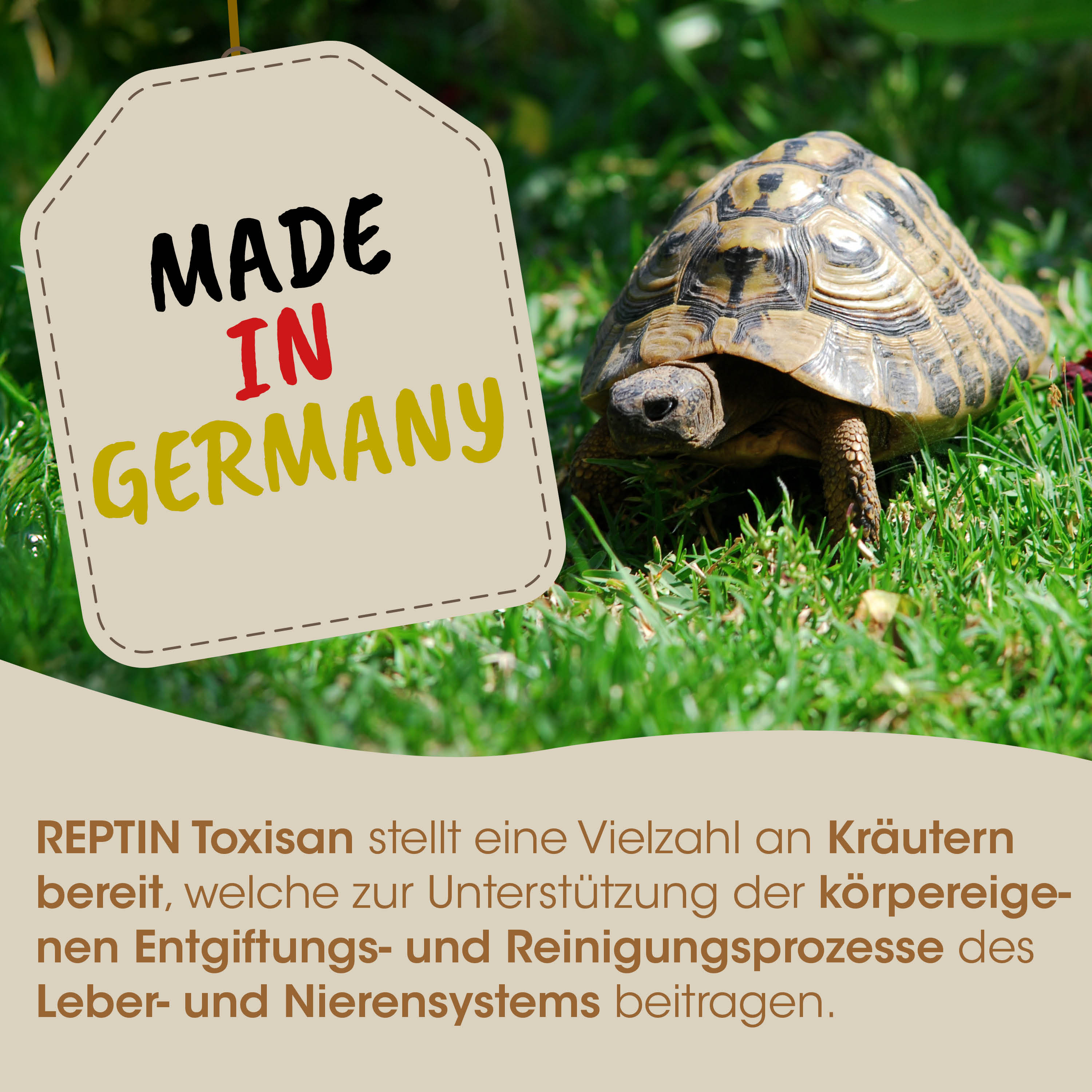Schildkröte, Schildkröten, Haustier, Reptil, Gras