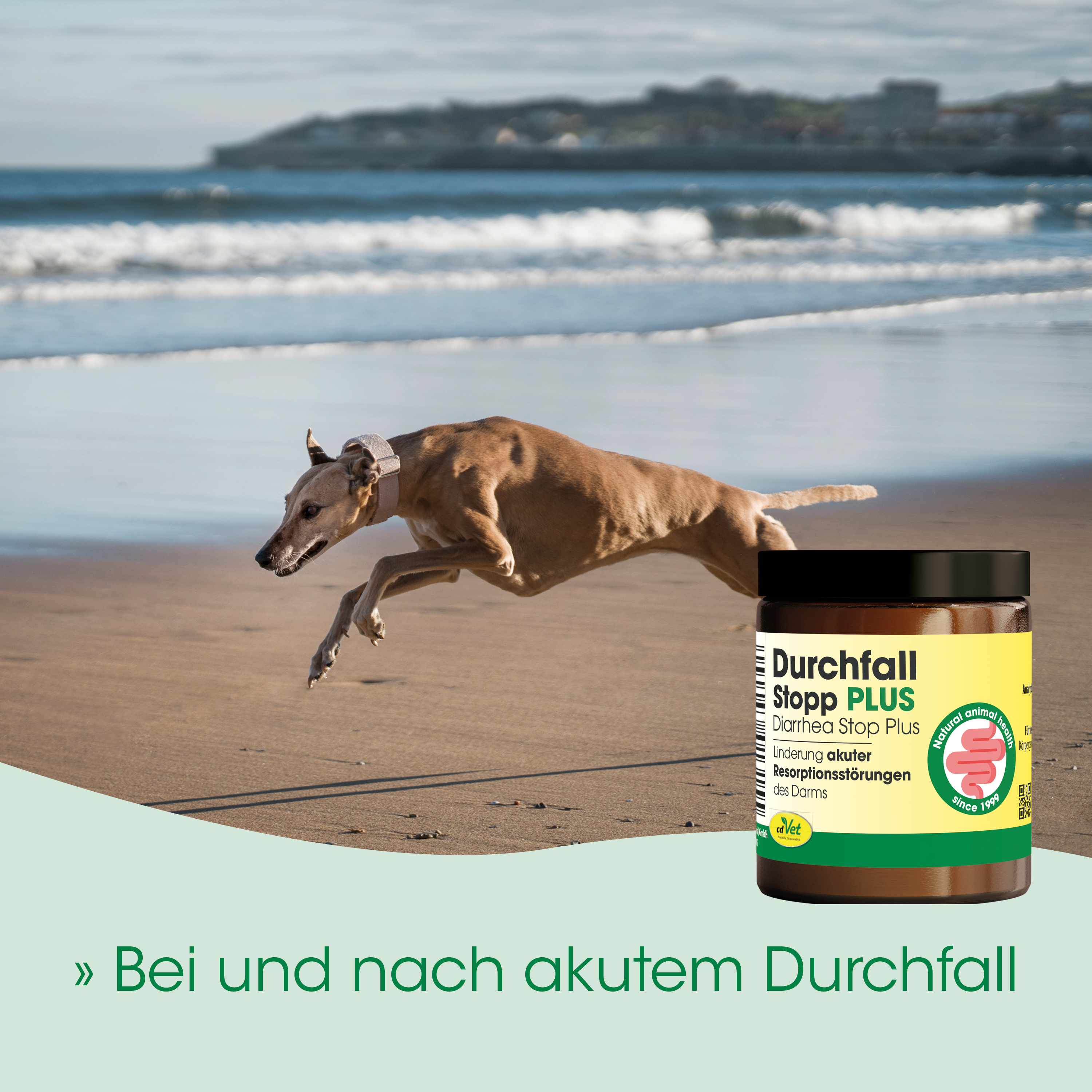 hund, greyhound, collar, strand, glasur