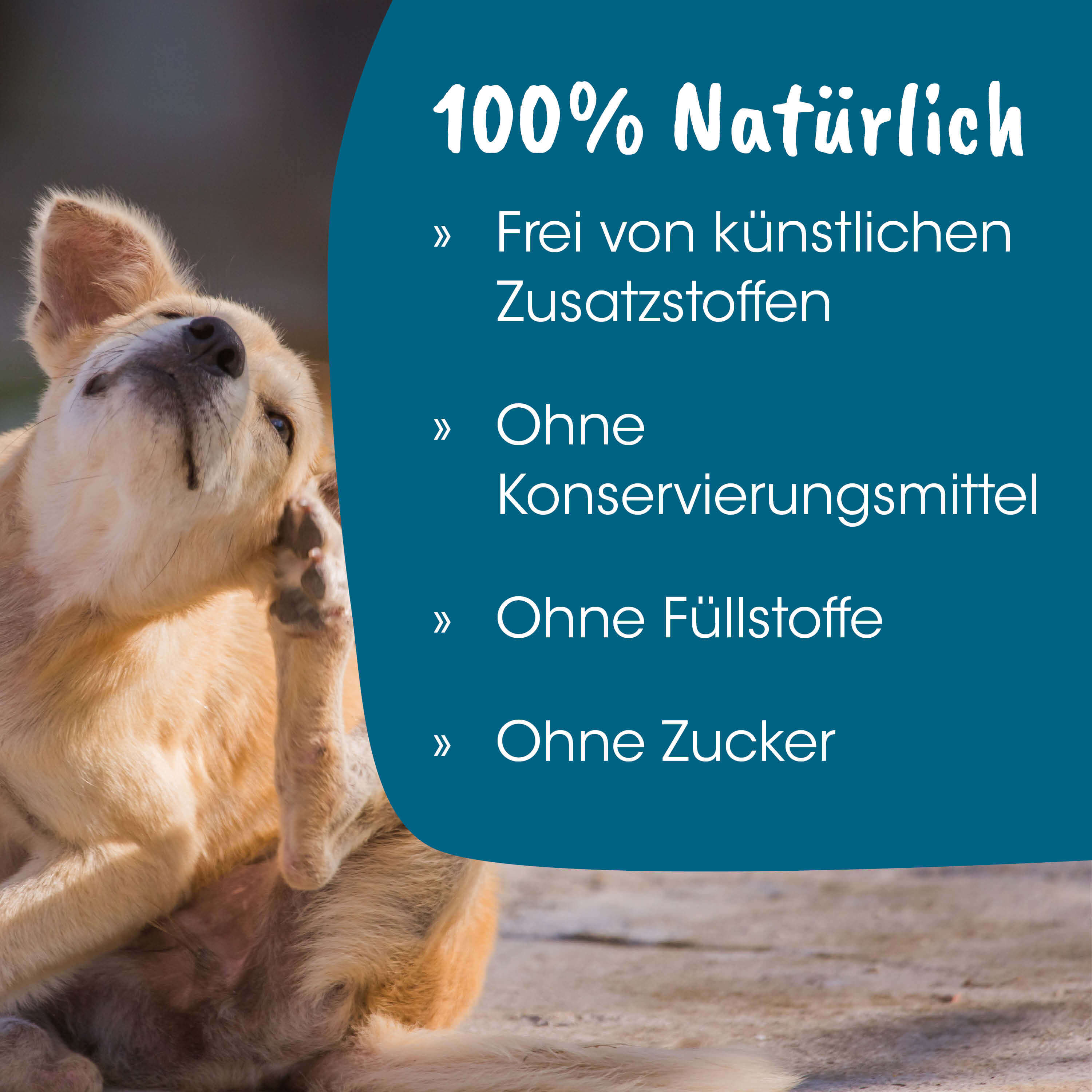 Hund, Tier, Tierbild, Hundefoto, Kuschelhund