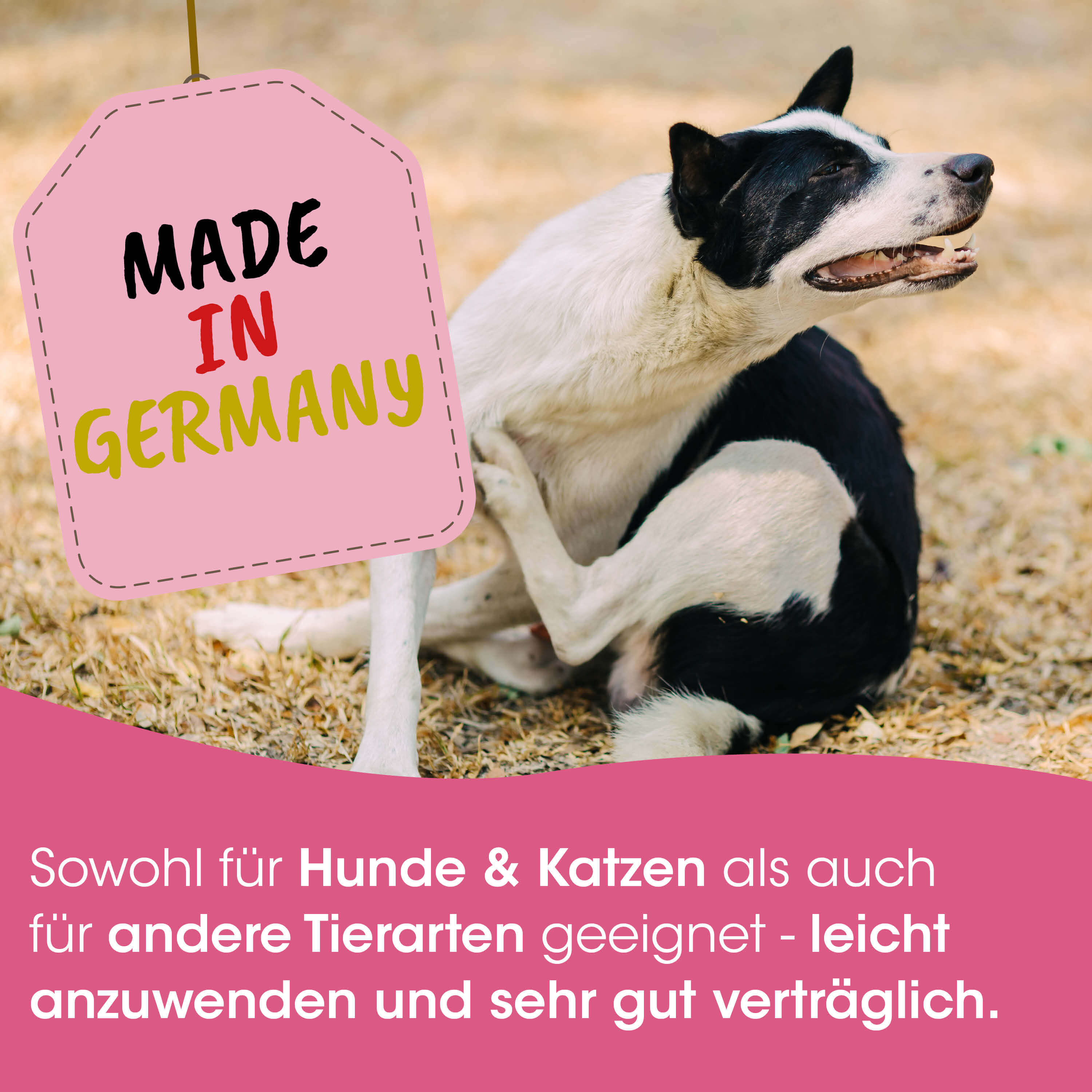 Hund, Schwarz-weiß, Hundeposter, Made in Germany, Tierfreundlich