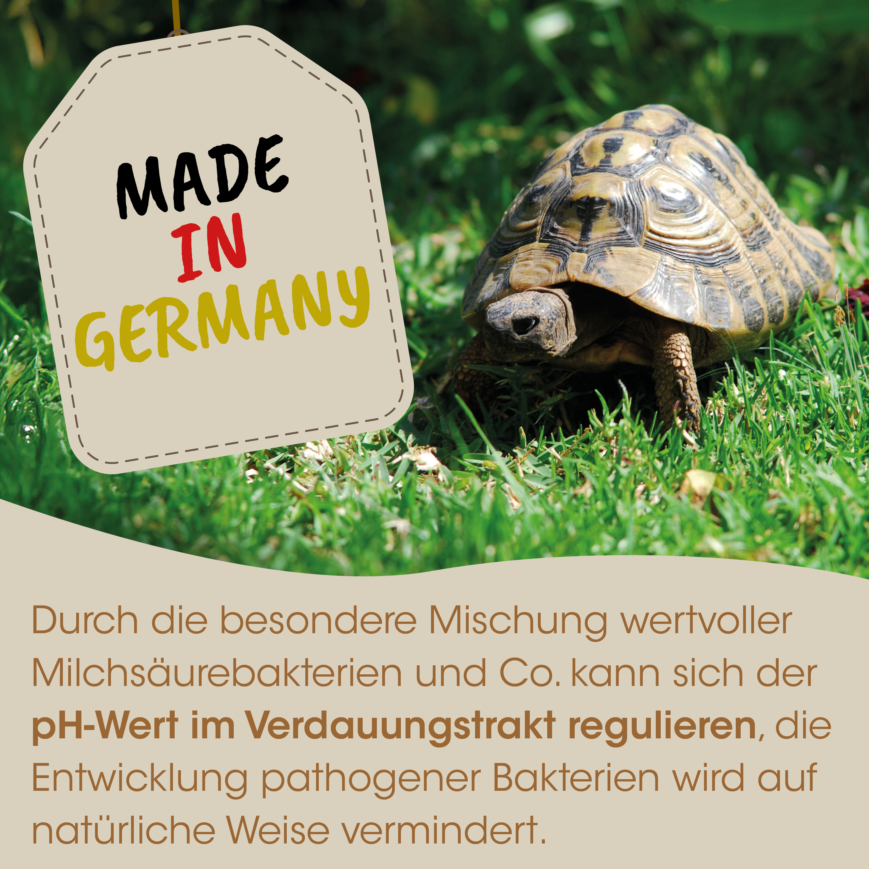 schildkröte, reptil, haustier, gras, hergestellt in deutschland