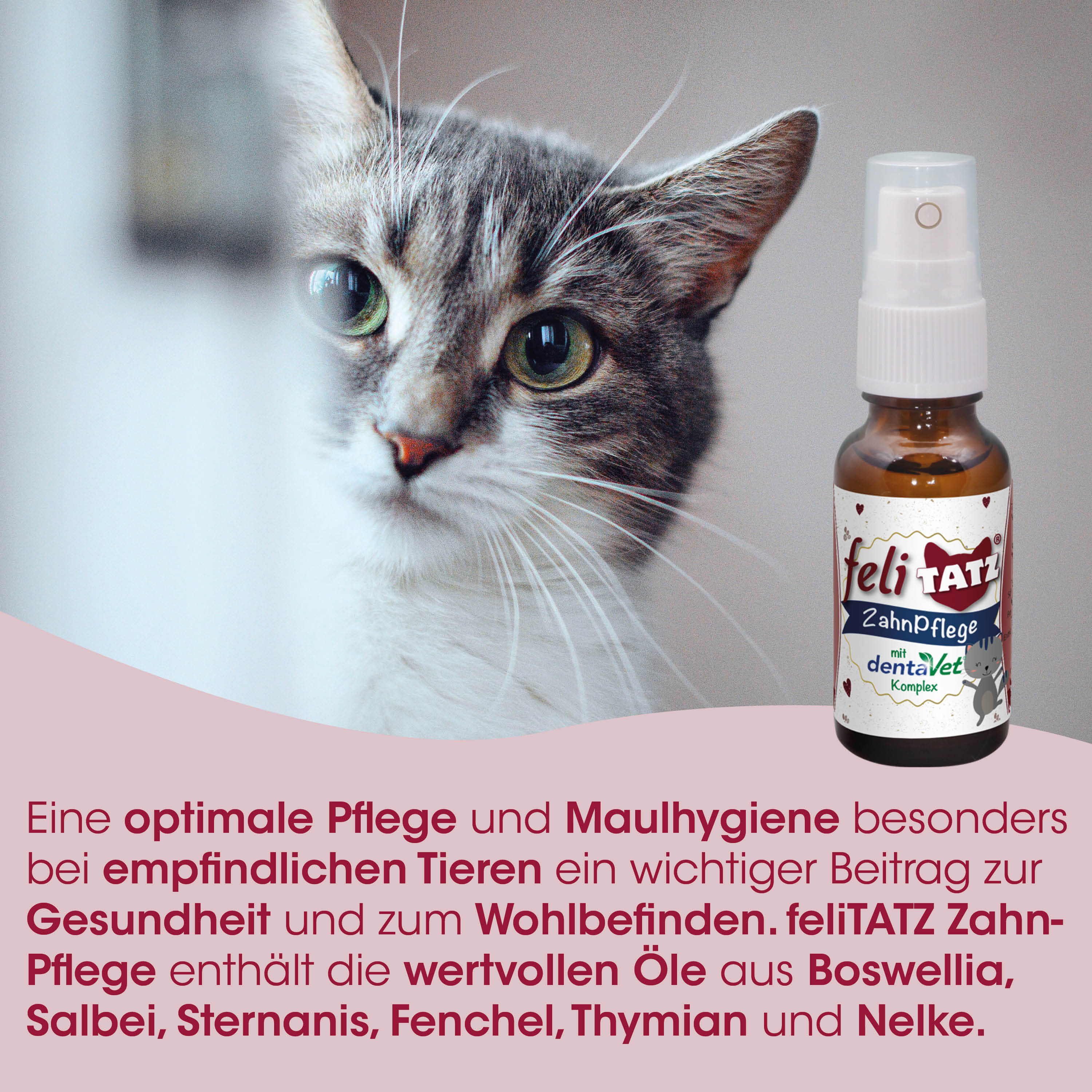 Katze, Haarpflege, Zahnpflege, Spray, Tiergesundheit
