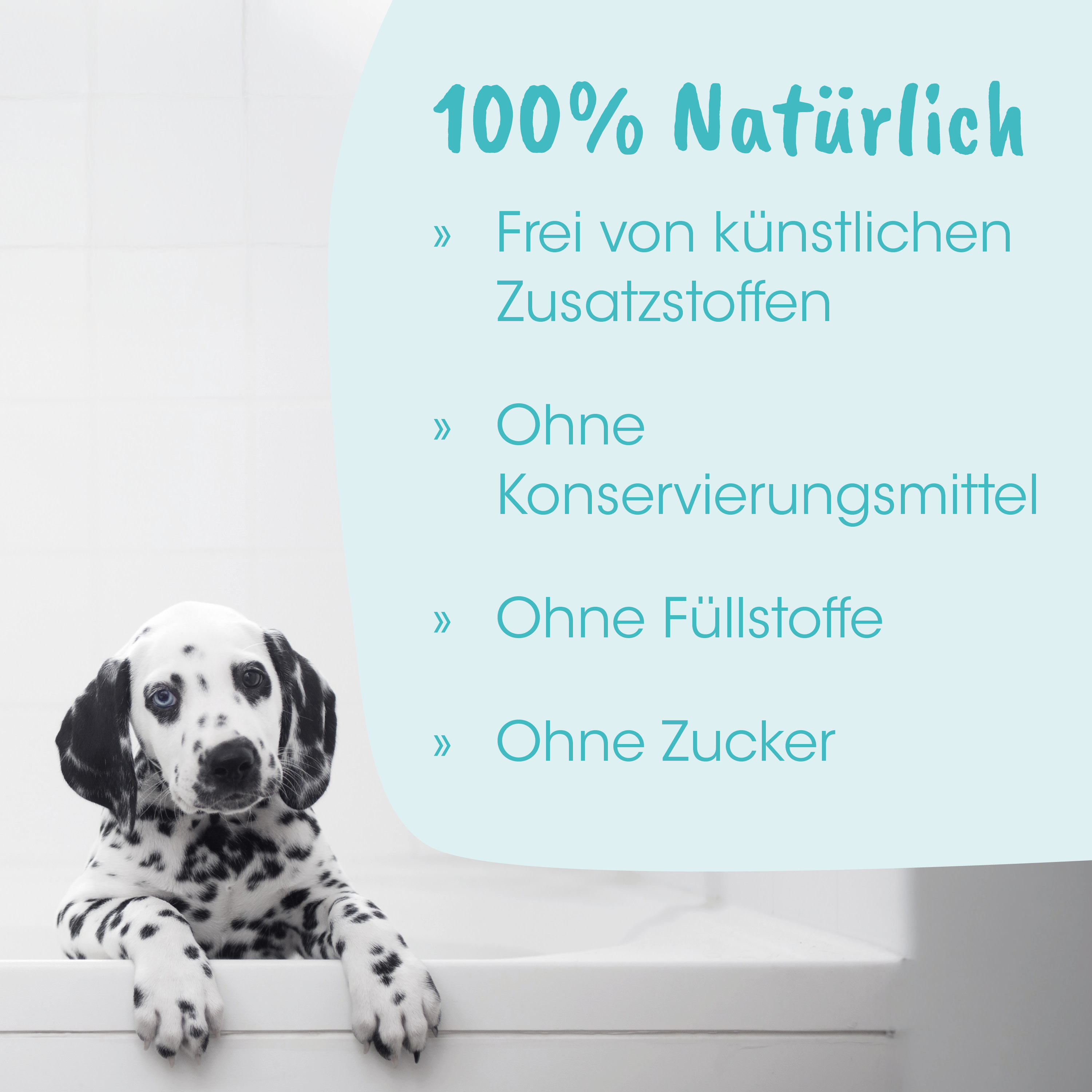 Dalmatiner, Hund, Welpe, Schwarz-Weiß, Tierfreundlich